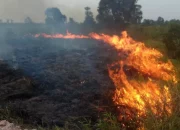 Polda Sumatera Selatan Tangkap 51 Orang Tersangka Kasus Karhutla