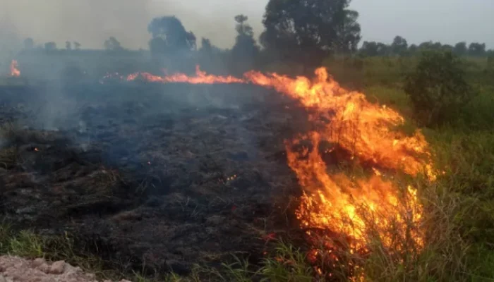 Polda Sumatera Selatan Tangkap 51 Orang Tersangka Kasus Karhutla