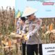 Polda Jambi dan Forkopimda Gelar Panen Raya Jagung, Wujudkan Ketahanan Pangan Nasional